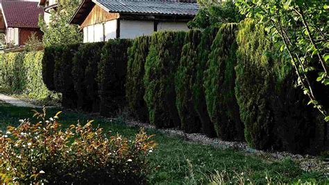 Ilustračná fotografia rôznych druhov ihličnanov v záhrade