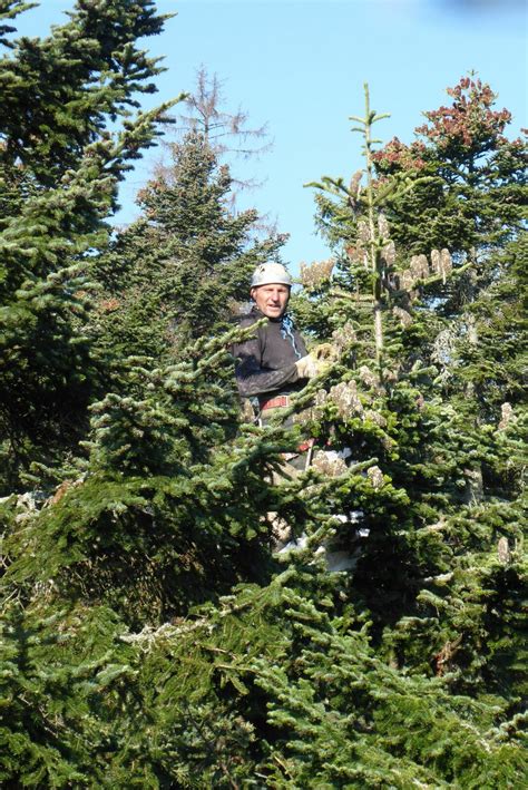 Ilustrácia zberu šišiek a vyhadzovania semien