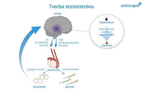 Schéma produkcie testosterónu v tele