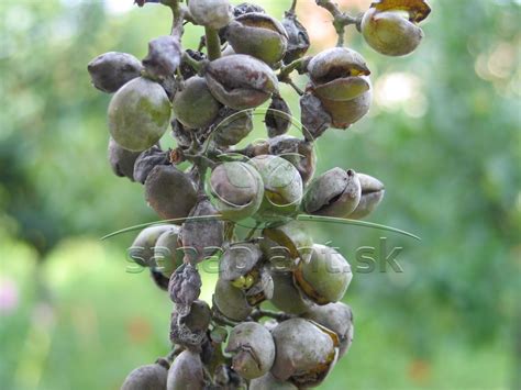 Múčnatka viničová na strapcoch a plodoch (detail)