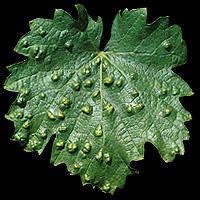 Peronospóra viniča na liste a detail na rube listu