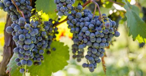 Fotografia vinohradu s hroznovými strapcami