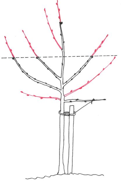 ilustrácia správneho zmladzovacieho rezu zemolezu