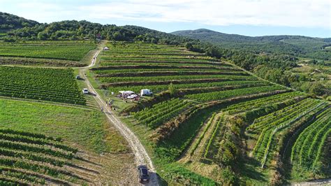 Vinice na svahoch Malých Karpát.