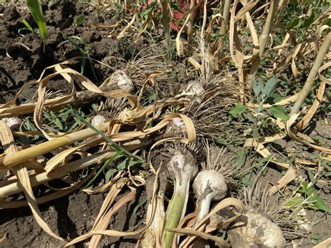 ilustrácia rôznych spôsobov uskladnenia cesnaku