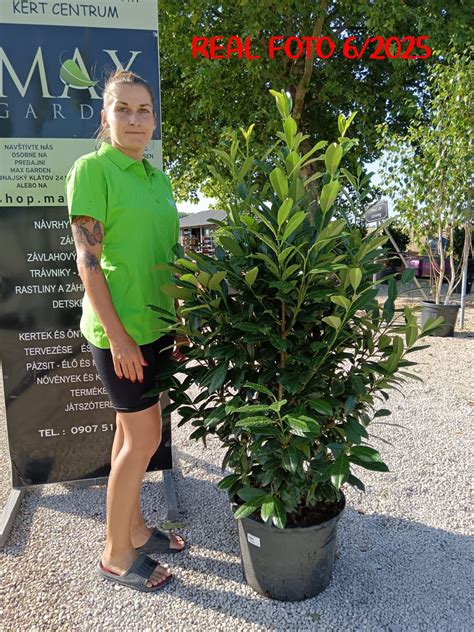 Vavrínovec lekársky v záhrade ako solitér