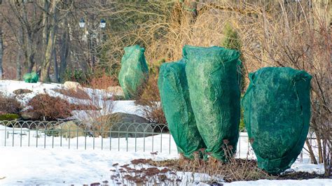 Ochrana vavrínovca pred zimou mulčovaním