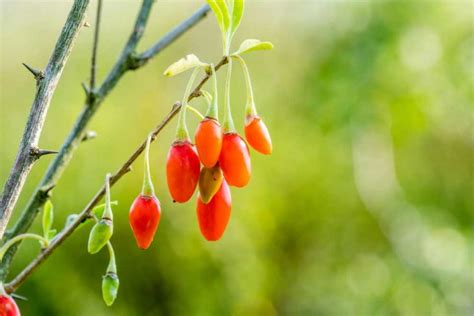 Ilustračná schéma správnej výsadby rastliny goji