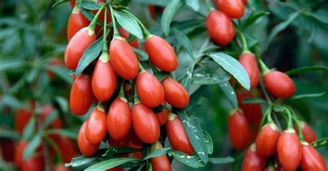 Ilustračná fotografia sušenia plodov goji