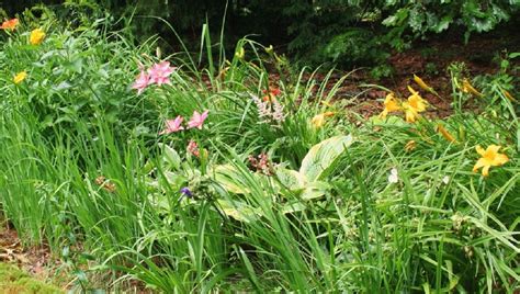 rastliny v tieni záhrady