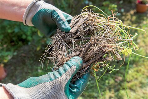 delenie trvalkového trsu