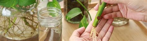 Ilustrácia odrezkov rastlín zakoreňujúcich vo vode v priehľadných nádobách.