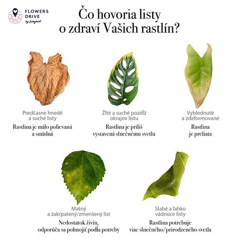 Ilustrácia delenia trsu izbovej rastliny.