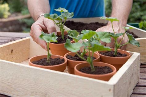 Koláž fotografií rôznych izbových rastlín vhodných na rozmnožovanie.