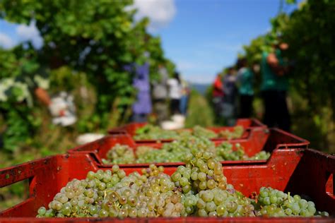 Fotografia zrelého strapca hrozna pripraveného na zber