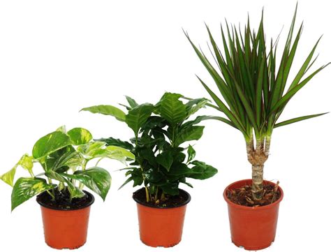 Obrázok rôznych druhov izbových rastlín, ktoré sa hodia do samozavlažovacích kvetináčov.