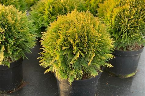 Koláž fotografií rôznych druhov Rodinného šťastia: 'Aurea', 'Variegata' a klasický zelený druh.