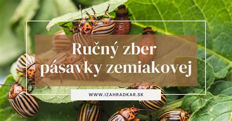 infografika s rôznymi ekologickými metódami ochrany proti pásavke zemiakovej