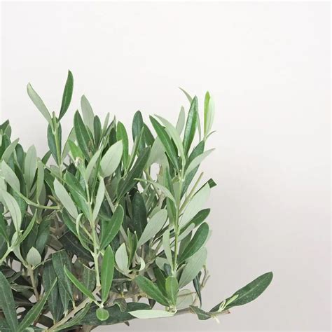 Ilustračná fotografia olivovníka európskeho s typickými strieborno-zelenými listami