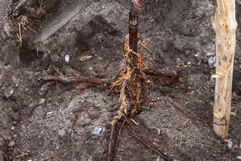 detail štepenia ovocného stromčeka