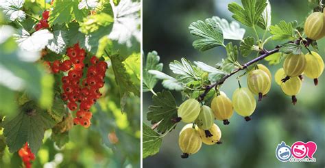 ríbezle a egreše pestované v kvetináčoch na balkóne