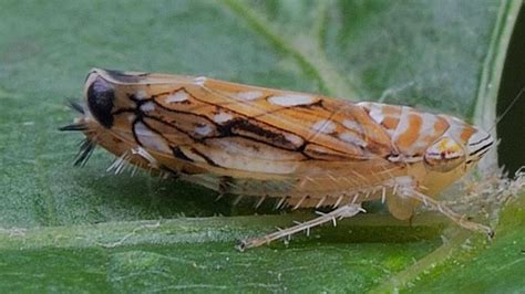 cikádka viničová Scaphoideus titanus
