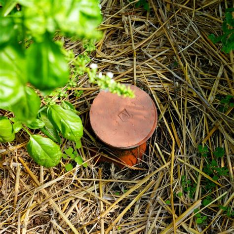 Ilustrácia sadenia paradajok do záhonu s opornými kolíkmi.