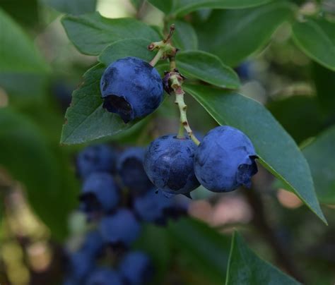 ukážka rôznych odrôd čučoriedok s plodmi