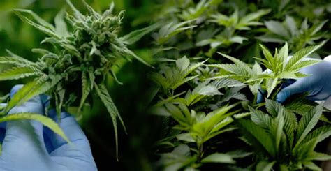 Ilustračná schéma porovnávajúca limity pre pestovanie a držanie marihuany v Českej republike pred a po novelizácii zákona.