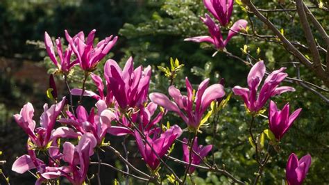 Nákres správneho odberu a zasadenia odrezka magnólie.