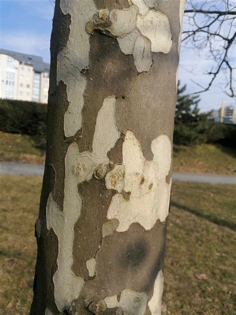 mozaiková kôra platanu javorolistého