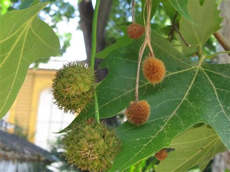 listy a pichľavé plody platanu javorolistého