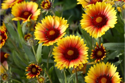 záber na rastlinu divozelu veľkokvetého s detailom na žlté kvety