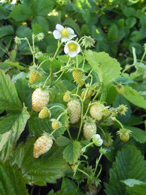 Ilustračná fotografia rastliny mesačnej jahody