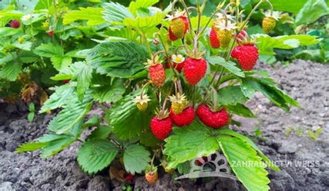 Detail plodov mesačnej jahody odrody 'Rujana'