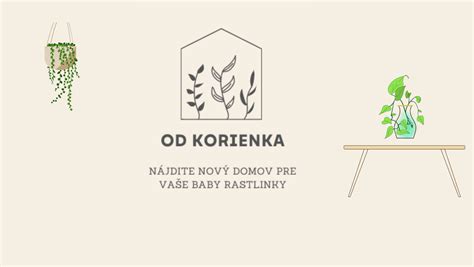 Zakorenené odrezky v črepníkoch