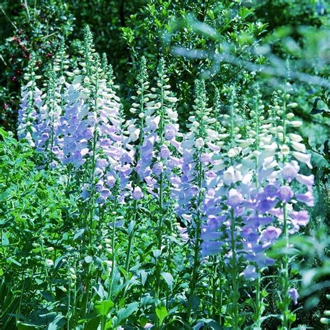 Malé sadenice čerešní v kvetináčoch na parapete.