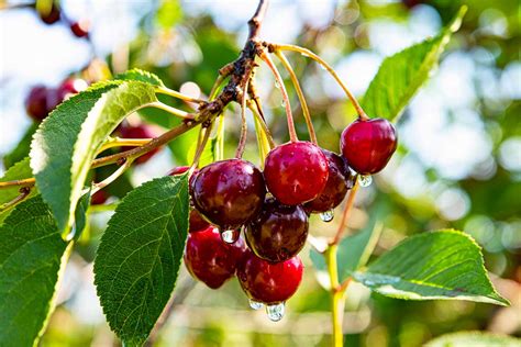 Detail očkovania na podpníku čerešne.