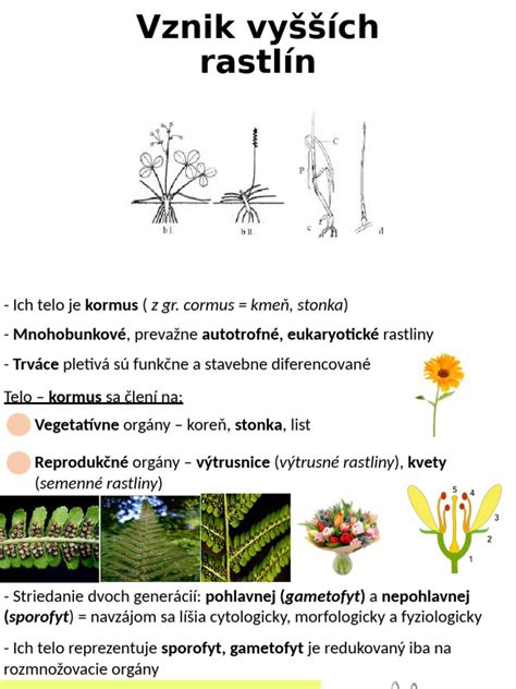 Schéma rodozmeny s prevahou sporofytu u vyšších rastlín