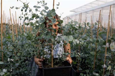 Eukalyptus pestovaný v kvetináči