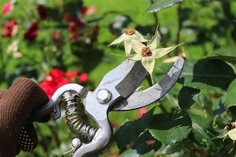 Rozdielne typy strihania ruží podľa ich druhu.