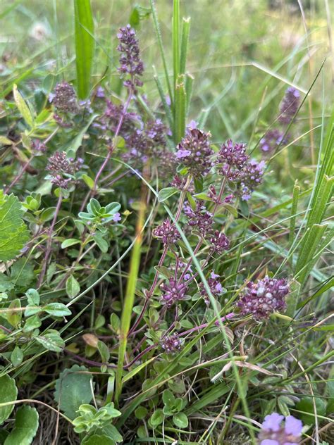 Ilustrácia rastliny materina dúška s detailom listov a kvetov