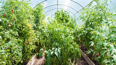 Ilustračná fotografia rastlín pestovaných v skleníku s vysokou vlhkosťou