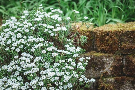 oleander s bielymi kvetmi na slnečnom balkóne