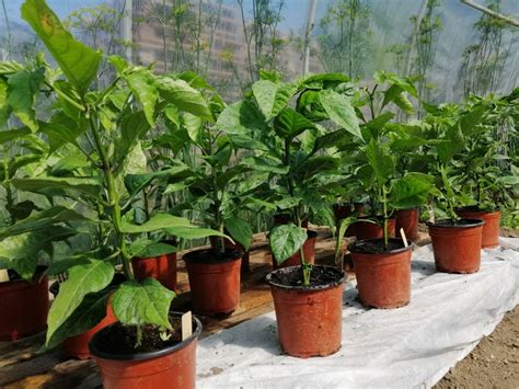 Sadenice chilli papričiek pod umelým osvetlením