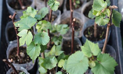 Ilustrácia mladého viniča pripraveného na výsadbu