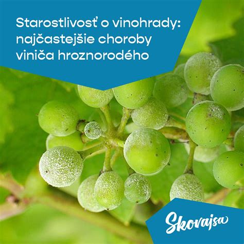 Názorná schéma správnej hĺbky výsadby viniča