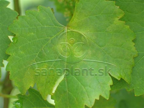 Mikroskopický snímok plesne na listoch viniča