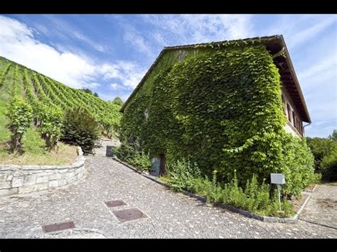 Fotografia viniča pestovaného pri južnej stene domu