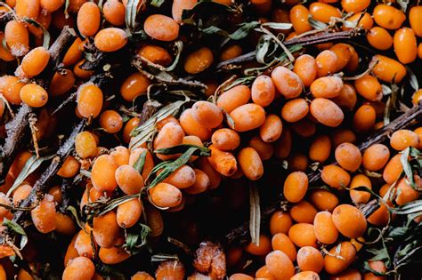 Ilustračná fotografia machovky čerešňovej s charakteristickými oranžovými plodmi v kalichoch.